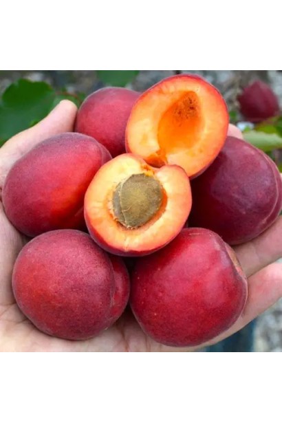 М’якуш абрикоса Леді Кот